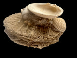 FOSSIL SHELLS, MILTHA HAMPTONENSIS, SPONDYLUS SPONDYLEINES, AUSTRALIA F367