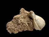 FOSSIL SHELLS, CASIS FIMBRIATA, AUSTRALIA F368