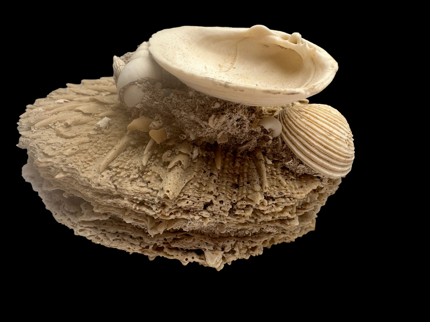 FOSSIL SHELLS, MILTHA HAMPTONENSIS, SPONDYLUS SPONDYLEINES, AUSTRALIA F367