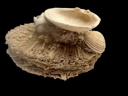 FOSSIL SHELLS, MILTHA HAMPTONENSIS, SPONDYLUS SPONDYLEINES, AUSTRALIA F367