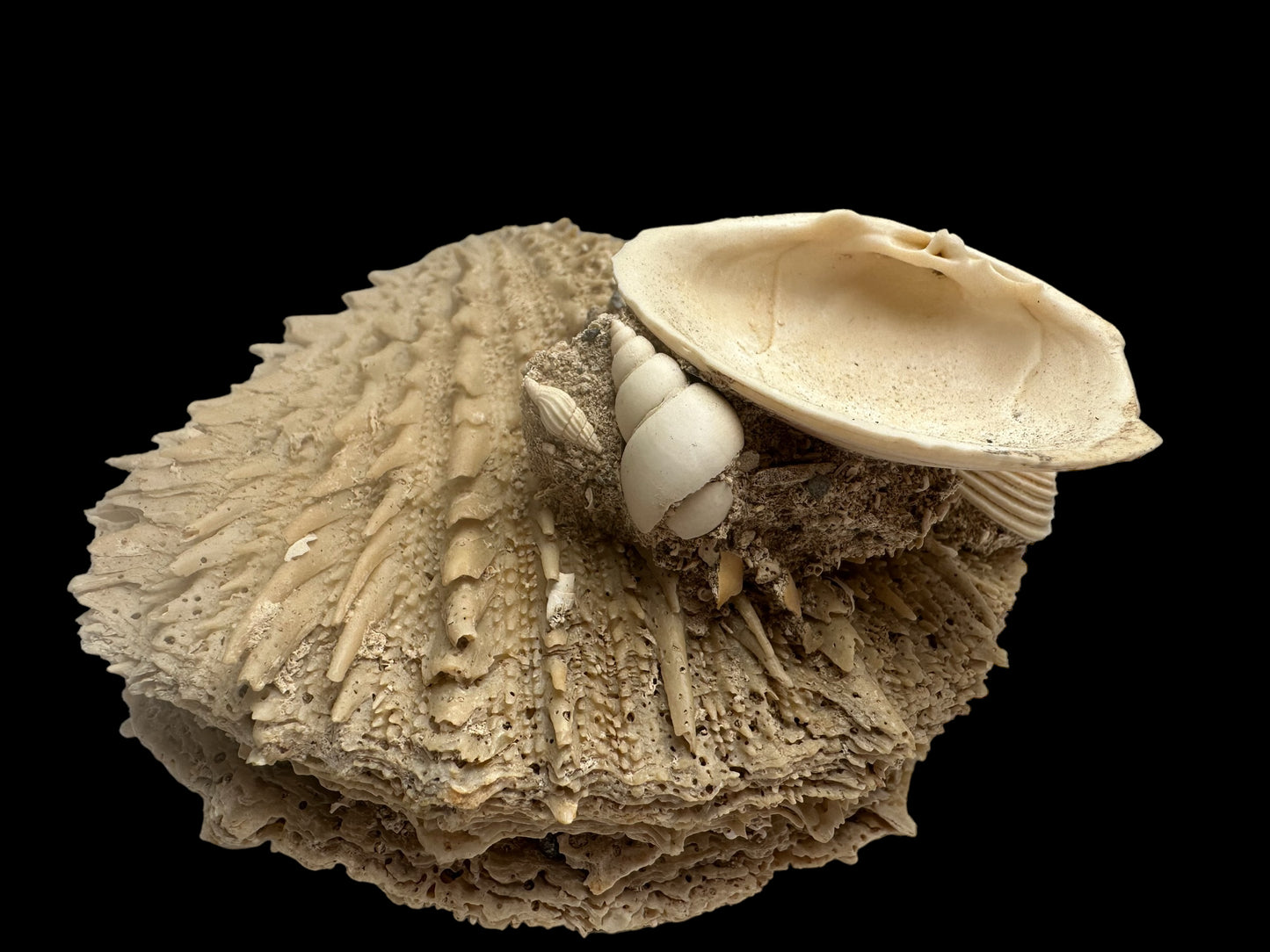 FOSSIL SHELLS, MILTHA HAMPTONENSIS, SPONDYLUS SPONDYLEINES, AUSTRALIA F367