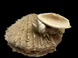 FOSSIL SHELLS, MILTHA HAMPTONENSIS, SPONDYLUS SPONDYLEINES, AUSTRALIA F367
