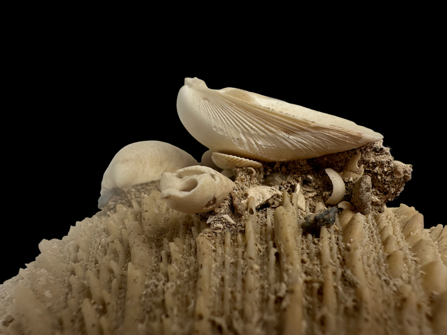 FOSSIL SHELLS, MILTHA HAMPTONENSIS, SPONDYLUS SPONDYLEINES, AUSTRALIA F367