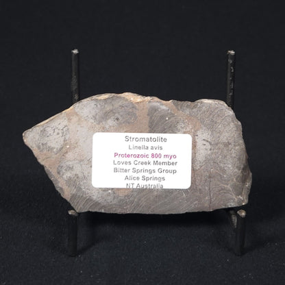 LINELLA AVIS STROMATOLITE, Proterozoic, Australia 8VA026