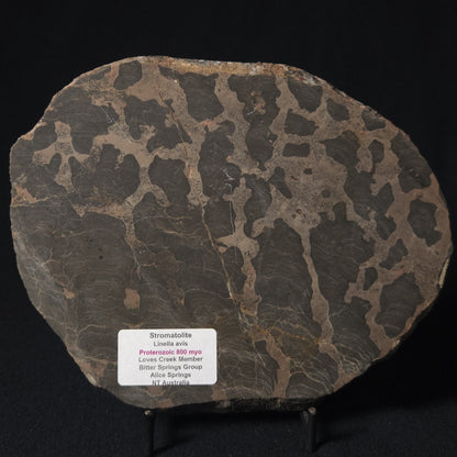 LINELLA AVIS STROMATOLITE, Proterozoic, Australia 8VA027