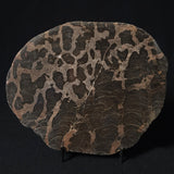 LINELLA AVIS STROMATOLITE, Proterozoic, Australia 8VA027