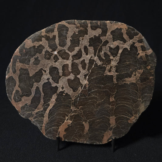LINELLA AVIS STROMATOLITE, Proterozoic, Australia 8VA027