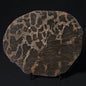 LINELLA AVIS STROMATOLITE, Proterozoic, Australia 8VA027