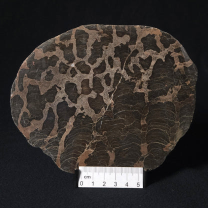 LINELLA AVIS STROMATOLITE, Proterozoic, Australia 8VA027
