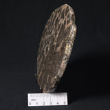 LINELLA AVIS STROMATOLITE, Proterozoic, Australia 8VA027