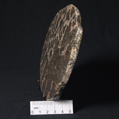 LINELLA AVIS STROMATOLITE, Proterozoic, Australia 8VA027