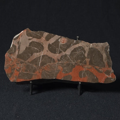 LINELLA AVIS STROMATOLITE, Proterozoic, Australia 8VA028