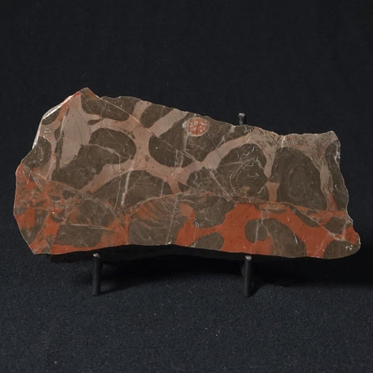 LINELLA AVIS STROMATOLITE, Proterozoic, Australia 8VA028