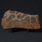 LINELLA AVIS STROMATOLITE, Proterozoic, Australia 8VA028