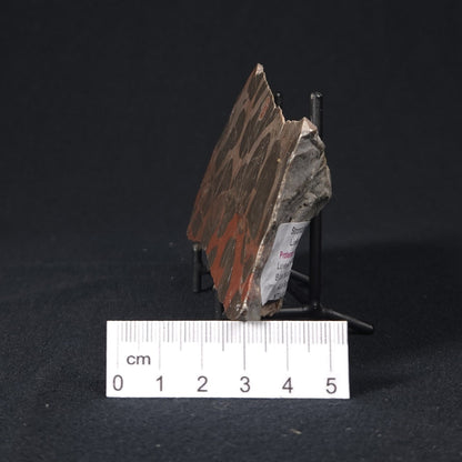 LINELLA AVIS STROMATOLITE, Proterozoic, Australia 8VA028