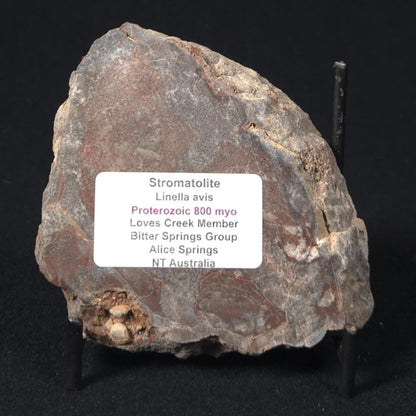 LINELLA AVIS STROMATOLITE, Proterozoic, Australia 8VA030