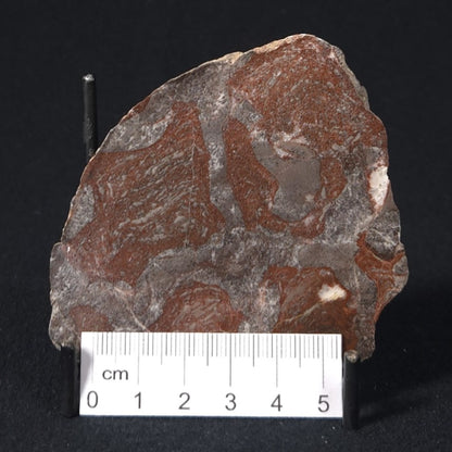 LINELLA AVIS STROMATOLITE, Proterozoic, Australia 8VA030