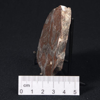 LINELLA AVIS STROMATOLITE, Proterozoic, Australia 8VA030