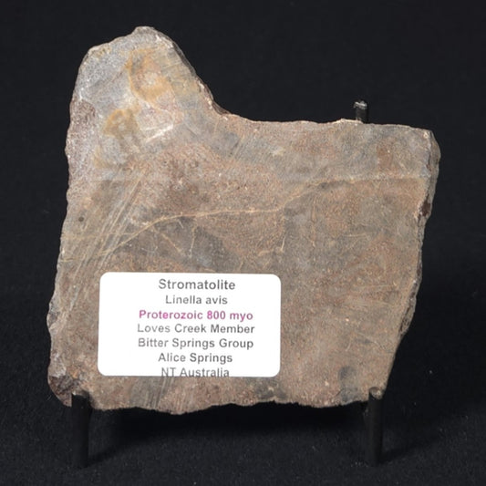 LINELLA AVIS STROMATOLITE, Proterozoic, Australia 8VA031