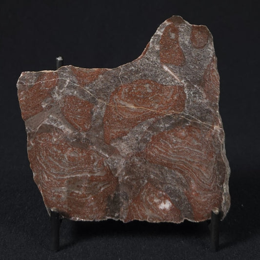 LINELLA AVIS STROMATOLITE, Proterozoic, Australia 8VA031