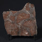 LINELLA AVIS STROMATOLITE, Proterozoic, Australia 8VA031