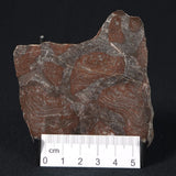 LINELLA AVIS STROMATOLITE, Proterozoic, Australia 8VA031