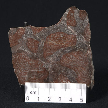 LINELLA AVIS STROMATOLITE, Proterozoic, Australia 8VA031