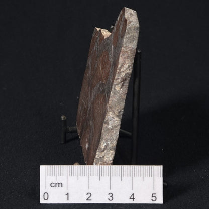 LINELLA AVIS STROMATOLITE, Proterozoic, Australia 8VA031