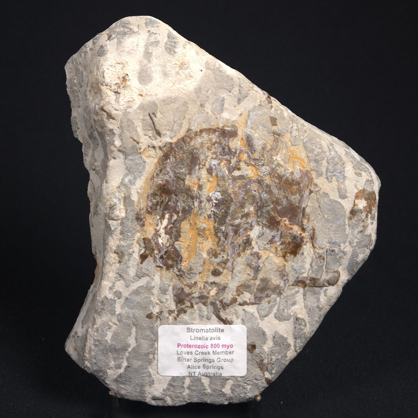 LINELLA AVIS STROMATOLITE, Proterozoic, Australia 8VA022