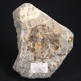 LINELLA AVIS STROMATOLITE, Proterozoic, Australia 8VA022