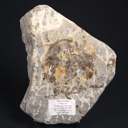 LINELLA AVIS STROMATOLITE, Proterozoic, Australia 8VA022