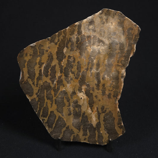 LINELLA AVIS STROMATOLITE, Proterozoic, Australia 8VA022