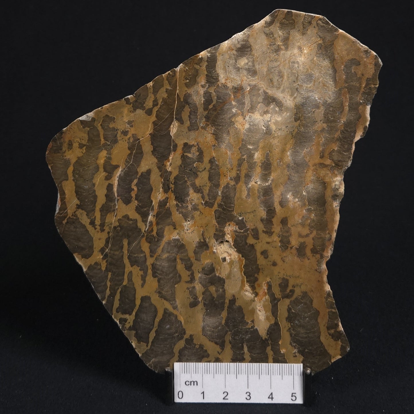 LINELLA AVIS STROMATOLITE, Proterozoic, Australia 8VA022