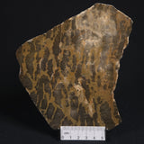 LINELLA AVIS STROMATOLITE, Proterozoic, Australia 8VA022