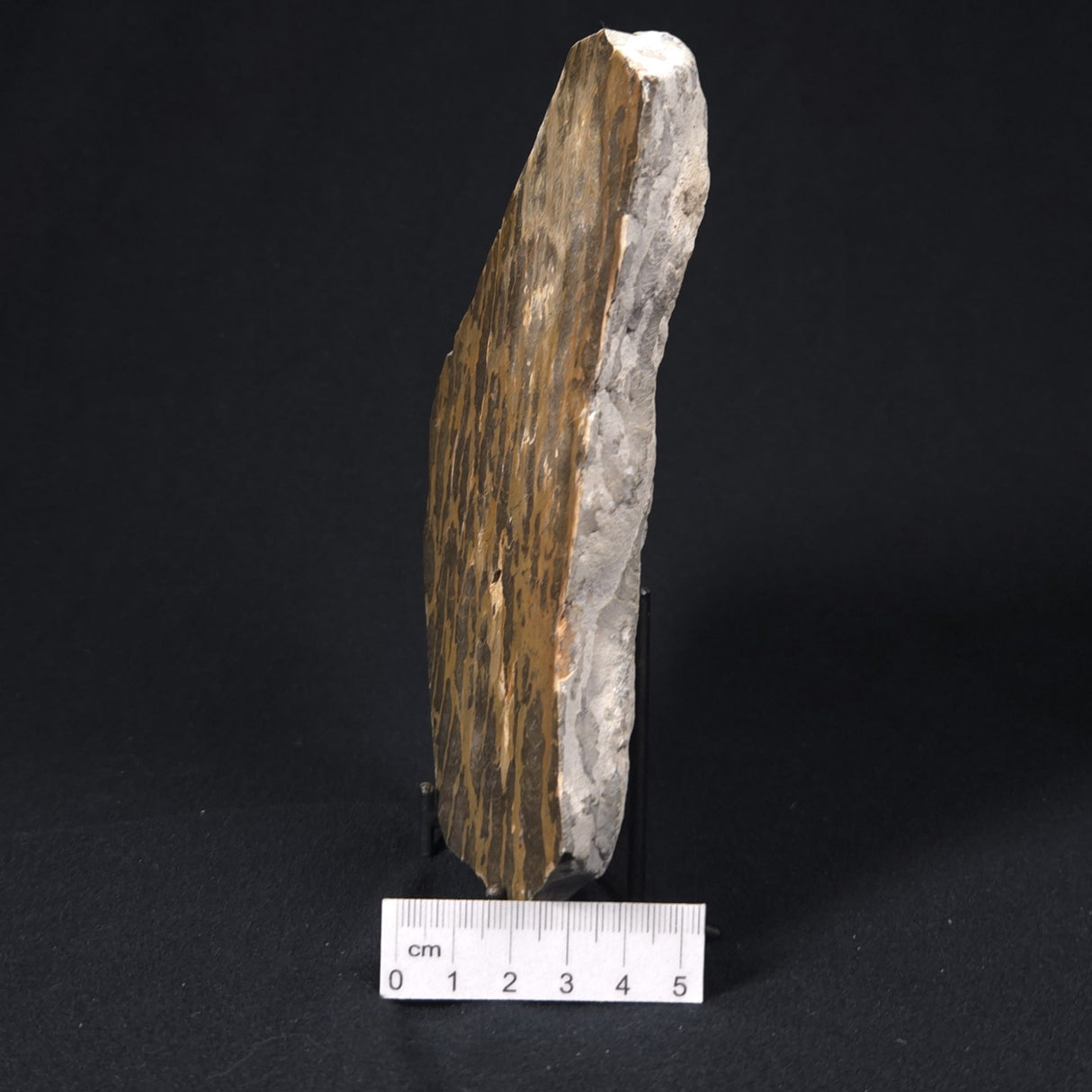 LINELLA AVIS STROMATOLITE, Proterozoic, Australia 8VA022