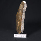 LINELLA AVIS STROMATOLITE, Proterozoic, Australia 8VA022