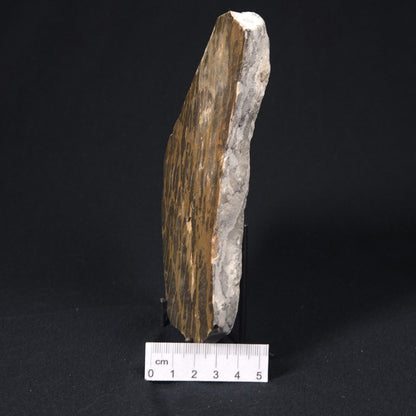 LINELLA AVIS STROMATOLITE, Proterozoic, Australia 8VA022