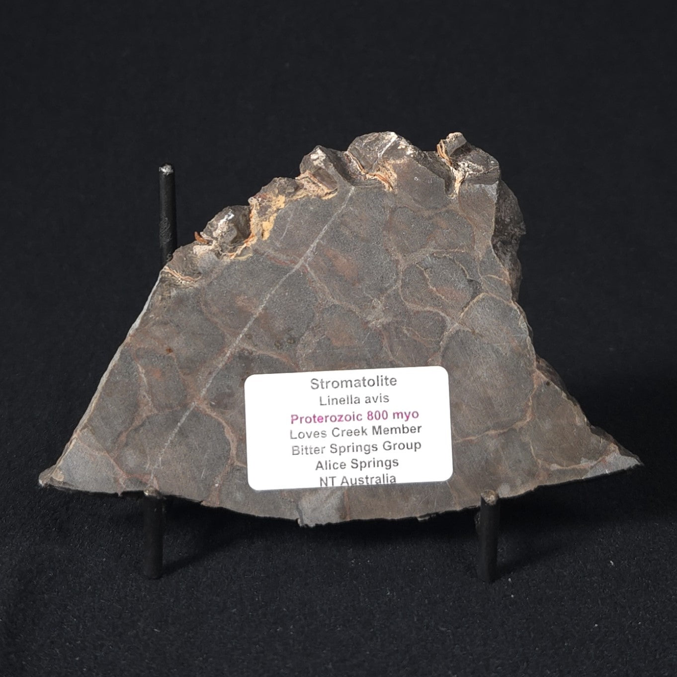 LINELLA AVIS STROMATOLITE, Proterozoic, Australia 8VA023