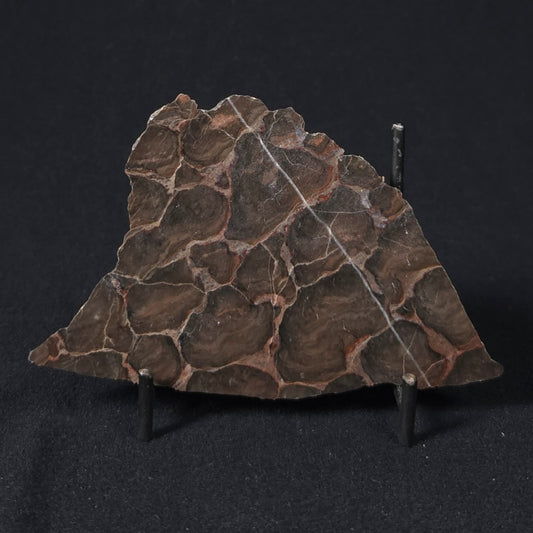LINELLA AVIS STROMATOLITE, Proterozoic, Australia 8VA023