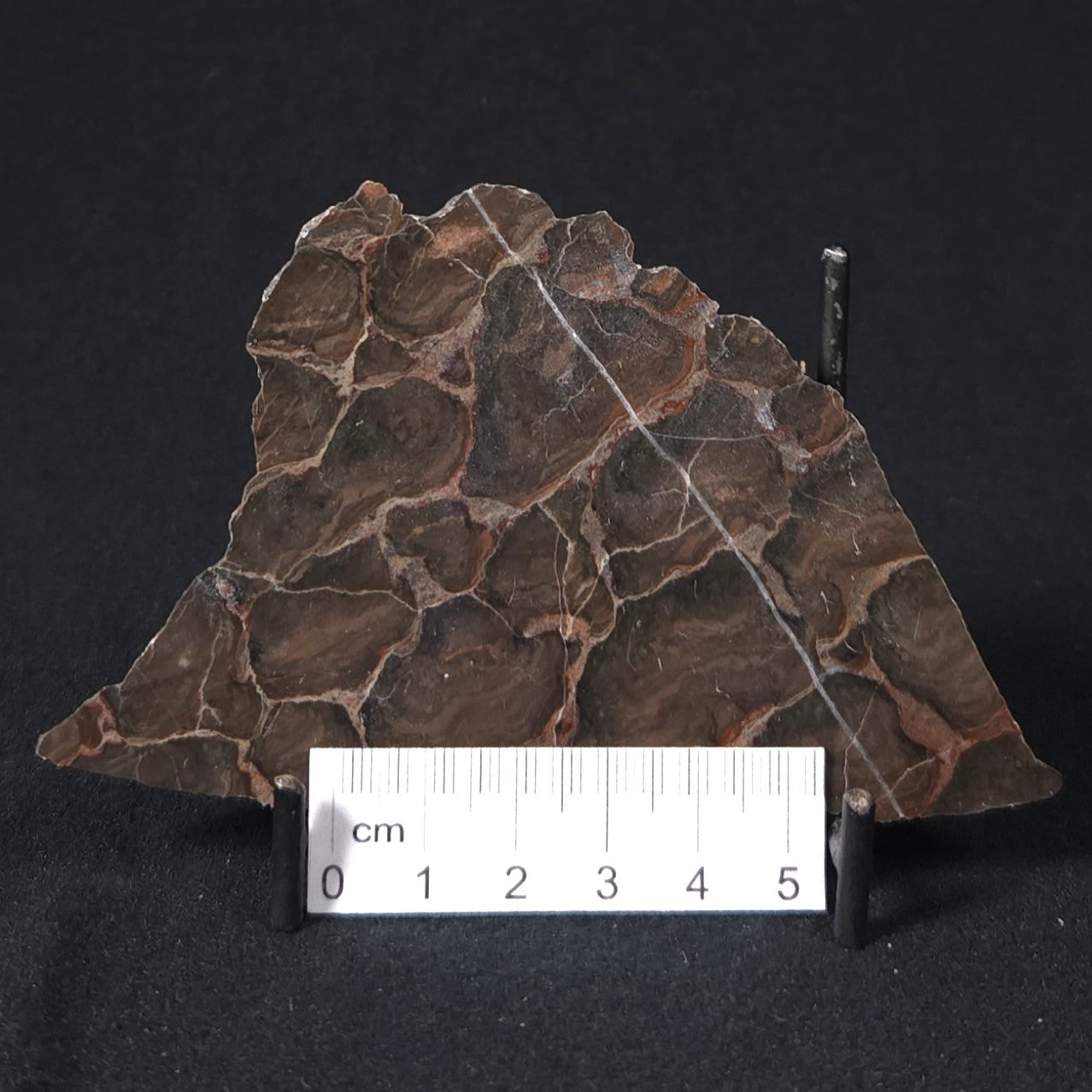LINELLA AVIS STROMATOLITE, Proterozoic, Australia 8VA023