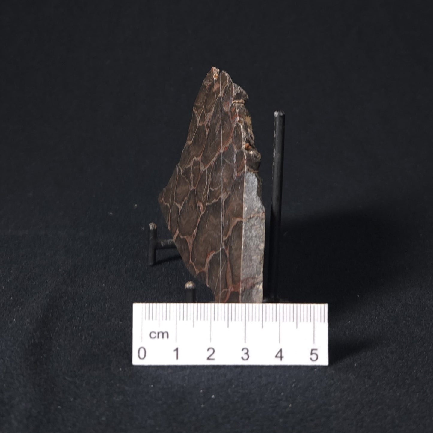 LINELLA AVIS STROMATOLITE, Proterozoic, Australia 8VA023