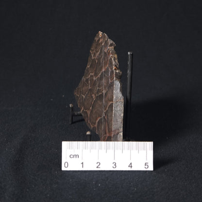 LINELLA AVIS STROMATOLITE, Proterozoic, Australia 8VA023