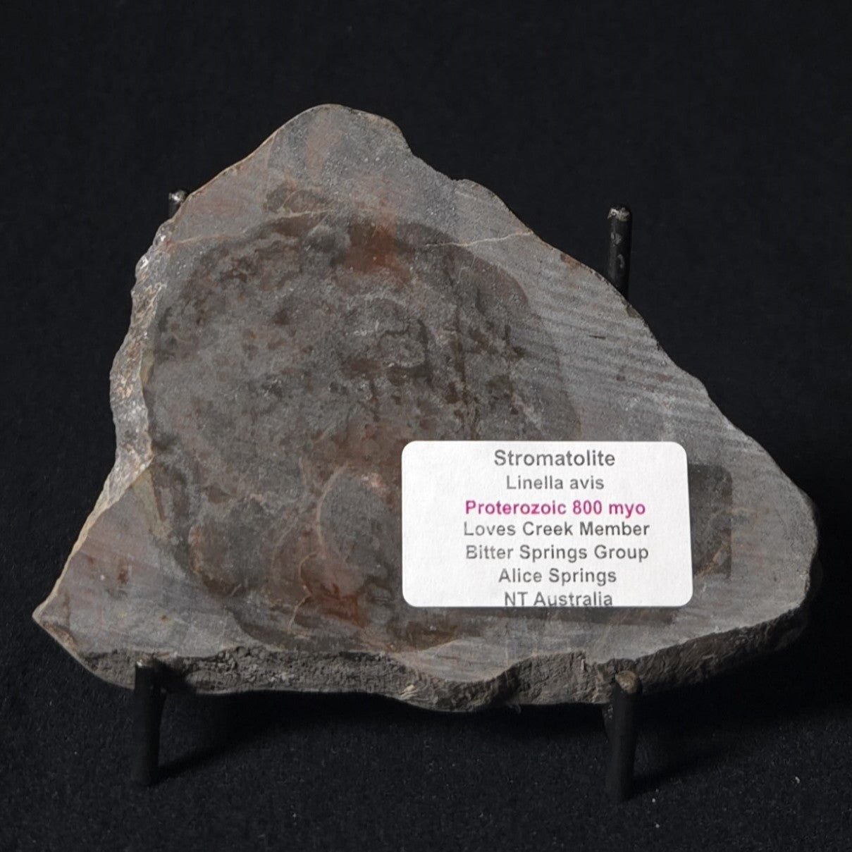 LINELLA AVIS STROMATOLITE, Proterozoic, Australia 8VA024