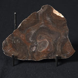 LINELLA AVIS STROMATOLITE, Proterozoic, Australia 8VA024