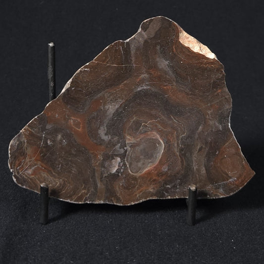 LINELLA AVIS STROMATOLITE, Proterozoic, Australia 8VA024