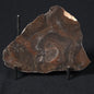 LINELLA AVIS STROMATOLITE, Proterozoic, Australia 8VA024