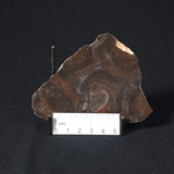 LINELLA AVIS STROMATOLITE, Proterozoic, Australia 8VA024