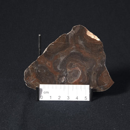 LINELLA AVIS STROMATOLITE, Proterozoic, Australia 8VA024