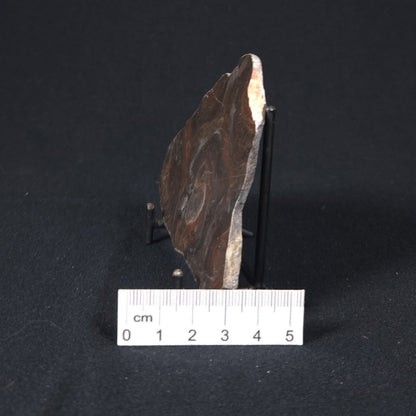 LINELLA AVIS STROMATOLITE, Proterozoic, Australia 8VA024