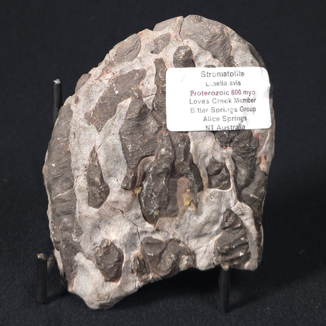 LINELLA AVIS STROMATOLITE, Proterozoic, Australia 8VA025